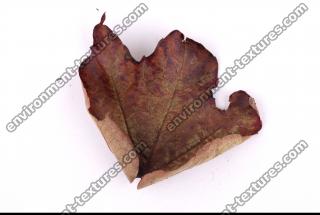 Photo Texture of Leaf 0056